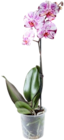 Aktuelles Orchidee Angebot bei Kaufland in Hamburg ab 7,99 €