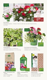 Aktueller Pflanzen Kölle Prospekt mit Teppichboden, "FRÜHLINGS-FREUDE", Seite 4