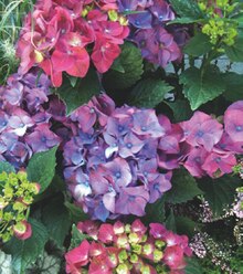 Zimmermann Bremen - Hortensie Hortensie Angebot bei Zimmermann Bremen im Prospekt "Mehr als Du denkst! "