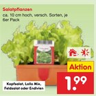 Salatpflanzen Angebote bei Netto Marken-Discount Kassel für 1,99 €