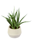 Petites succulentes - LOOK NATURE - Lidl à Argenteuil Petites succulentes - LOOK NATURE en promo chez Lidl Argenteuil à 2,49 €