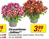 Angebot im toom Baumarkt Groß Gerau Prospekt toom Baumarkt Groß Gerau Prospekt mit im Angebot für 3,99 €