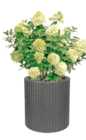 Rispenhortensie Angebote bei Thomas Philipps Erfurt für 7,99 €