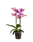 Phalaenopsis Multiflora  im aktuellen Lidl Prospekt für 7,99 €