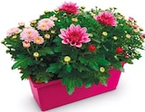 Chrysanthemen Angebote bei Netto mit dem Scottie Pinneberg für 4,99 €