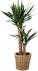 Plante verte "Jungle Fever" en promo chez Lidl Plante verte "Jungle Fever" dans le catalogue Lidl