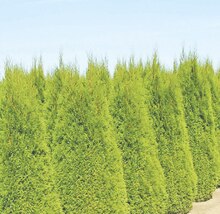 Thuja Brabant oder Blaue Scheinzypresse bei Thomas Philipps in Osnabrück Thuja Brabant oder Blaue Scheinzypresse im Angebot bei Thomas Philipps Osnabrück für 33,00 €