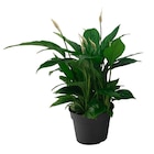 Spatiphyllum - Carrefour à Nanterre Spatiphyllum en promo chez Carrefour Nanterre à 5,99 €