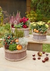 Herbst-Arrangements für 12,99 € bei toom Baumarkt im Angebot Herbst-Arrangements im aktuellen toom Baumarkt Prospekt