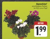 Alpenveilchen im Angebot bei E center in Amberg Alpenveilchen Angebote bei E center Amberg für 1,99 €