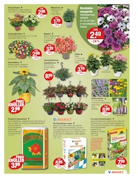 Sommerblueher im V-Markt Prospekt "V-Markt einfach besser einkaufen" auf Seite 15