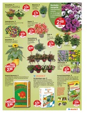 Aktueller V-Markt Prospekt mit Balkonpflanzen, "V-Markt einfach besser einkaufen", Seite 15