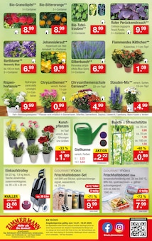 Hortensie im Zimmermann Prospekt "Mehr als Du denkst!" mit 10 Seiten (Magdeburg)