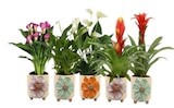 Plantes fleuries dans le catalogue Carrefour