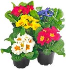 Primel Angebote bei REWE Heinsberg für 1,00 €