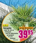 Hornbach Ludwigsfelde - Zwergpalme Angebot im Prospekt Zwergpalme bei Hornbach im Ludwigsfelde Prospekt für 39,95 €