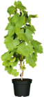 Hagebaumarkt Farchant Prospekt mit  im Angebot für 19,99 €