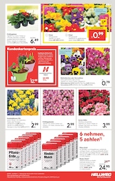 Blumen Angebot im aktuellen Hellweg Prospekt auf Seite 23