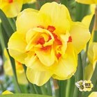 Tulpe Combi 'Wild Wonders' im Angebot bei Hornbach in St. Ingbert Tulpe Combi 'Wild Wonders' Angebote von FloraSelf bei Hornbach St. Ingbert für 3,99 €