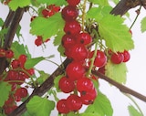 Promo Arbuste à petits fruits 1.5 litre à 6,99 € dans le catalogue Intermarché à Sainte-Maure-de-Touraine