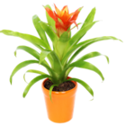 Bromelie im Keramik-Übertopf von  im aktuellen Kaufland Prospekt für 5,55 €