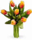 Herbsttulpen im Angebot bei Netto Marken-Discount in Saarlouis Herbsttulpen Angebote bei Netto Marken-Discount Saarlouis für 2,99 €