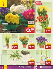Aktueller Netto Marken-Discount Prospekt mit Tulpen, "Aktuelle Angebote", Seite 22
