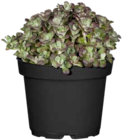 FettHenne (Sedum) im Angebot bei OBI in Leverkusen FettHenne (Sedum) Angebote von GROW by OBI bei OBI Leverkusen für 3,49 €