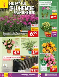 Netto Marken-Discount Blumen im Prospekt Netto Marken-Discount Blumen im Prospekt