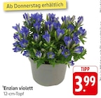Enzian violett bei EDEKA im Oberthal Prospekt für 3,99 €