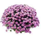 OBI - CHRYSANTHEMEN-BUSCH (CHRYSANTHEMUM) Angebot im Prospekt CHRYSANTHEMEN-BUSCH (CHRYSANTHEMUM) bei OBI im Prospekt "" für 5,99 €