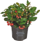 Scheinbeeren Gaultheria bei tegut im Ilmenau Prospekt für 3,99 €