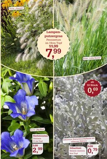 Blumen im aktuellen Garten-Center Nordharz GmbH & Co. KG Prospekt (Hildesheim) Blumen im Garten-Center Nordharz GmbH & Co. KG Prospekt "HERBSTZAUBER" mit 12 Seiten (Hildesheim)