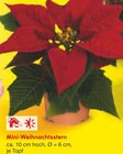 Mini-Weihnachtsstern im Angebot bei Netto Marken-Discount in Dorsten Mini-Weihnachtsstern Angebote bei Netto Marken-Discount Dorsten für 1,00 €
