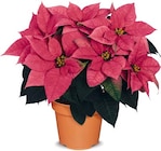 Herbststern Angebote bei Netto Marken-Discount Amberg für 2,99 €