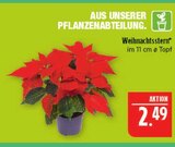 Weihnachtsstern im Angebot bei Marktkauf in Coburg Weihnachtsstern Angebote bei Marktkauf Coburg für 2,49 €