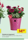 Aktuelles Sommerarrangement Angebot bei toom Baumarkt in Rostock ab 14,99 €