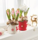 Jacinthe 3 pieds dans un cache pot dans le catalogue Intermarché Super