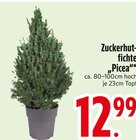 Aktuelle Zucker Angebote bei EDEKA in Ingolstadt Aktuelles Zuckerhut-Fichte Picea Angebot bei EDEKA in Ingolstadt ab 12,99 €
