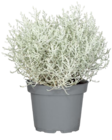 Aktuelles Stacheldrahtpflanze Angebot bei Penny in Bremen ab 1,59 €