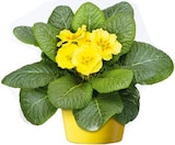 Primel Topf-Ø 9 cm  im aktuellen Hellweg Prospekt für 0,99 €