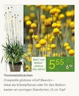 Trommelstöckchen bei Pflanzen Kölle im Prospekt "" für 5,55 €