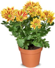 Chrysantheme im Angebot bei Netto Marken-Discount in Dresden Chrysantheme Angebote bei Netto Marken-Discount Dresden für 3,99 €