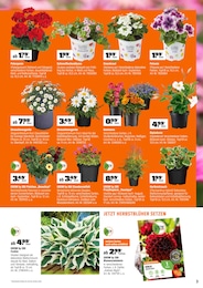 Geranie Angebot im aktuellen OBI Prospekt auf Seite 3