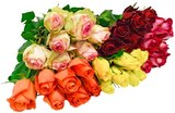 Hochlandrosen Angebote bei REWE Wunstorf für 6,99 €
