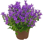 Glockenblume für 2,99 € bei Penny im Angebot Glockenblume im aktuellen Penny Prospekt