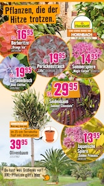 Blumen im Hornbach Prospekt in Viersen Aktueller Hornbach Prospekt mit Blumen, "Dir ist vieles Latte. Nur nicht Dein Garten.", Seite 10