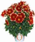 Angebot im Hagebaumarkt Sankt Wolfgang Prospekt Hagebaumarkt Sankt Wolfgang Prospekt mit im Angebot fĂŒr 6,99 âŹ