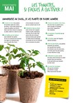 Plant De Tomates Plant De Tomates