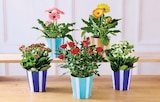Plante Fleurie - Super U à Béziers Plante Fleurie en promo chez Super U Béziers à 4,99 €